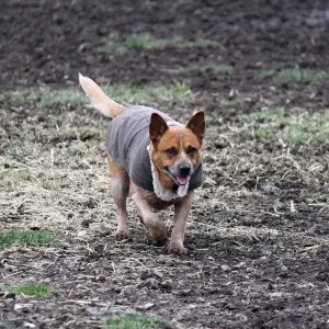 The Outback Trading Company "Molly's" Canine Coat